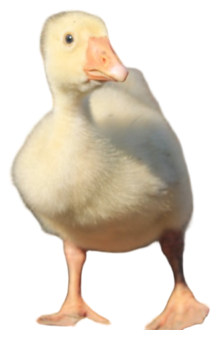 The duck, lifted out of its photo