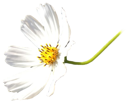 The flower cut out as a sticker