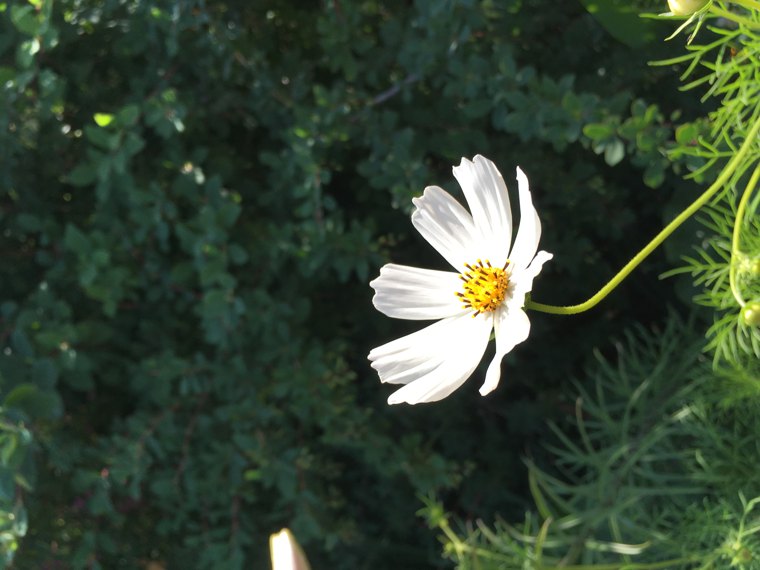 Pointing the phone at a flower