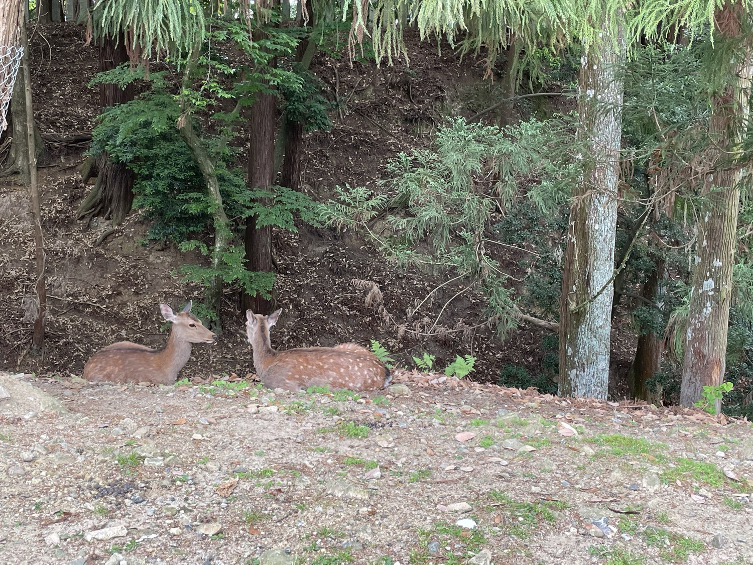 Two deer resting at the edge of a forest